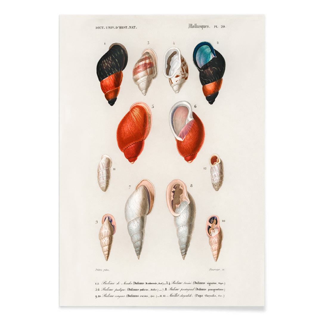 Colorful mollusk shells poster natural history artwork by Charles Dessalines D Orbigny showing different types of mollusks, with black aluminium frame on white background