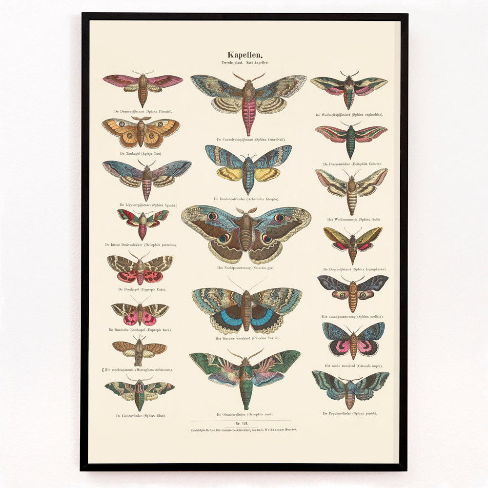 Closeup detail of Colorful vintage illustration and detailed poster of night butterfly species by Ernst Frohlich