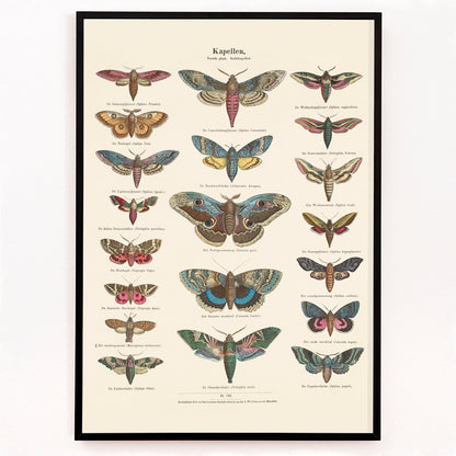 Closeup detail of Colorful vintage illustration and detailed poster of night butterfly species by Ernst Frohlich