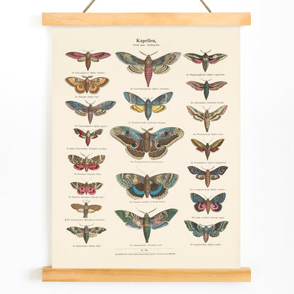 Colorful vintage illustration and detailed poster of night butterfly species by Ernst Frohlich, with wooden magnetic frame on white background