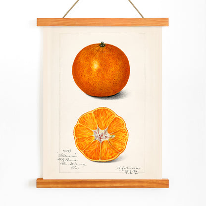 Botanical illustration and poster of Orange Citrus Sinensis by Amanda Almira Newton showing whole and sliced orange fruit and cross section artwork, with wooden magnetic frame on white background