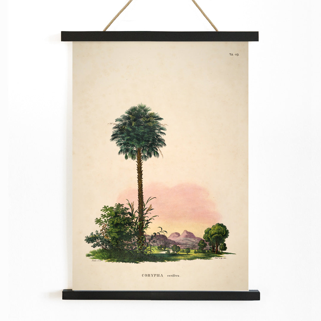 Botanical illustration and poster of Corypha cerifera palm tree by Carl Friedrich Philipp von Martius from Historia Naturalis Palmarum, with wooden magnetic frame on white background