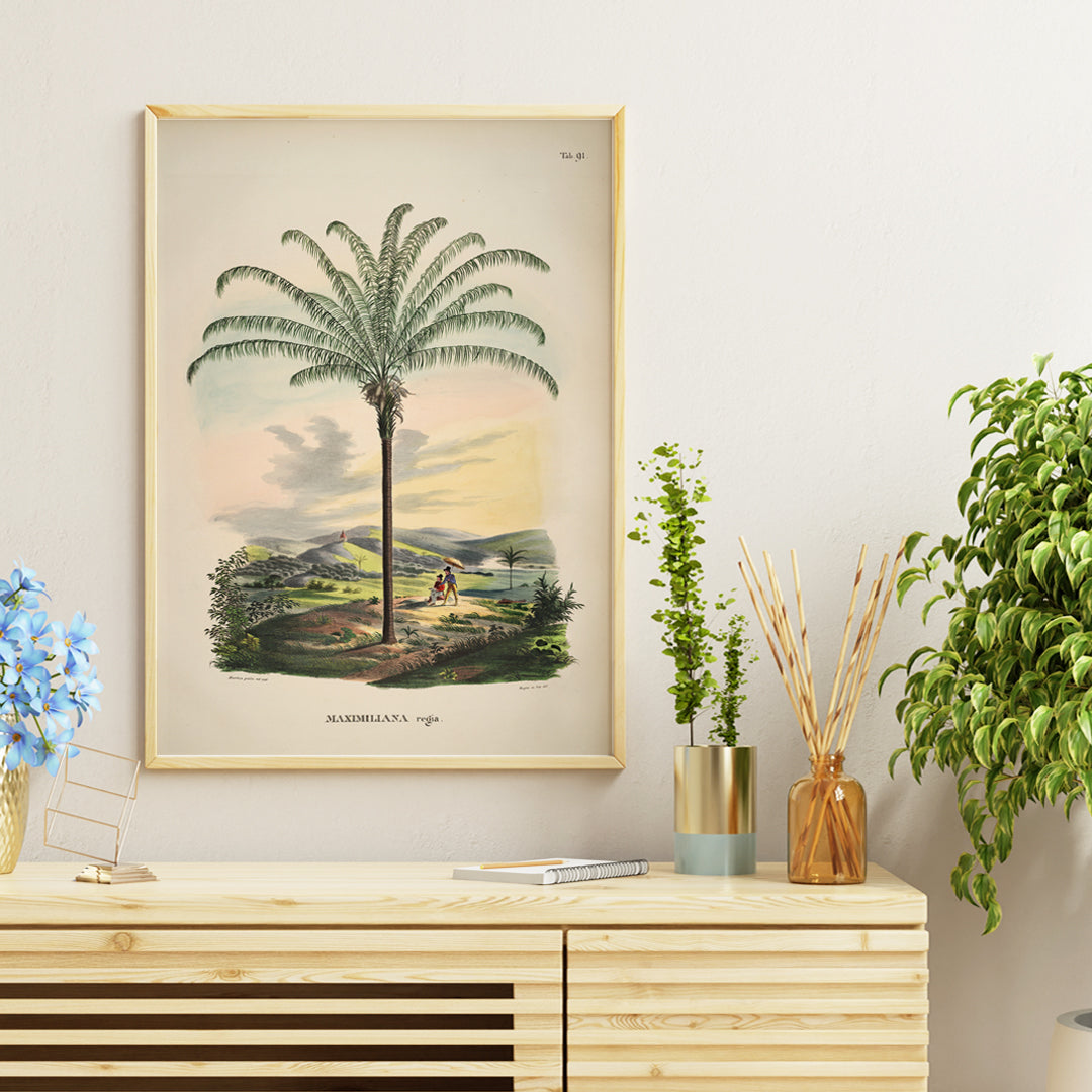 Maximiliana regia palm tree landscape illustration and poster from Historia Naturalis Palmarum by Carl Friedrich Philipp von Martius, framed and displayed in home decor