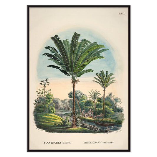 Tropical palm trees and river landscape illustration poster featuring Desmoncus orthacanthos artwork from Historia Naturalis Palmarum by Carl Friedrich Philipp von Martius, with black aluminium frame on white background