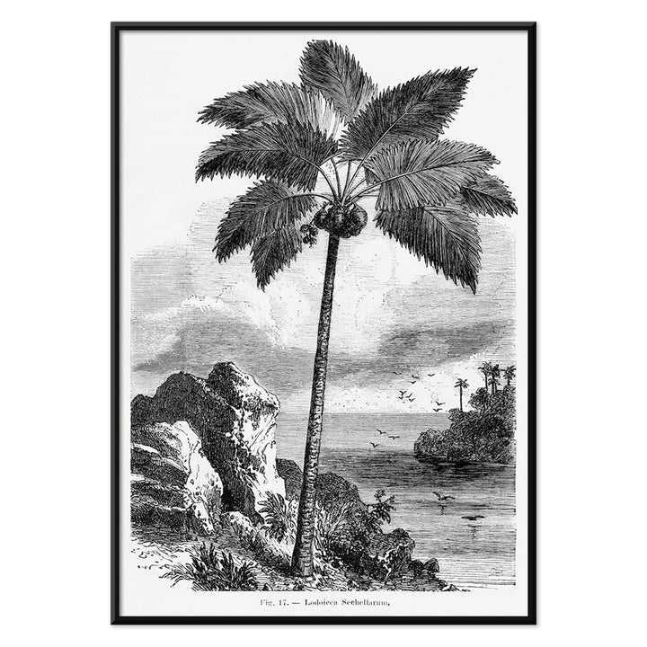 Palm tree illustration and poster by Oswald de Kerchove de Denterghem from Les Palmiers Histoire Iconographique, with black aluminium frame on white background
