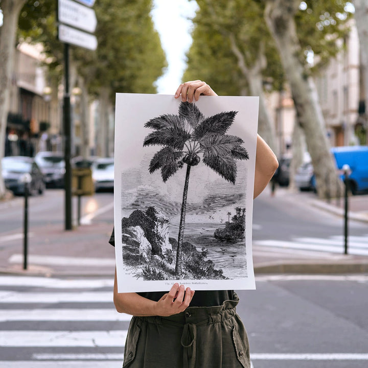 Palm tree illustration and poster by Oswald de Kerchove de Denterghem from Les Palmiers Histoire Iconographique, framed and displayed in modern living room decor