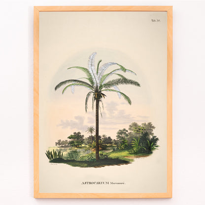 Closeup detail of Astrocaryum Murumuru palm tree illustration and landscape poster by Carl Friedrich Philipp von Martius from Historia Naturalis Palmarum