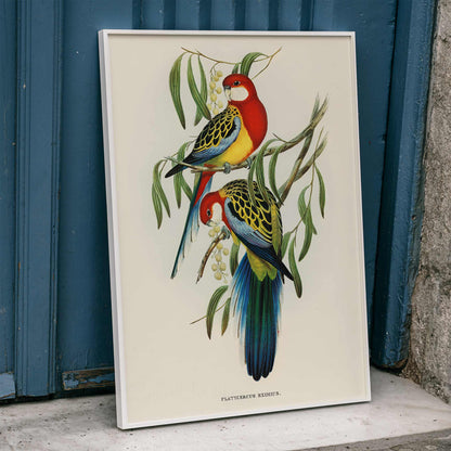 Colorful Rose-hill Parakeet birds perched on branches artwork by Elizabeth Gould poster, framed and displayed in home decor