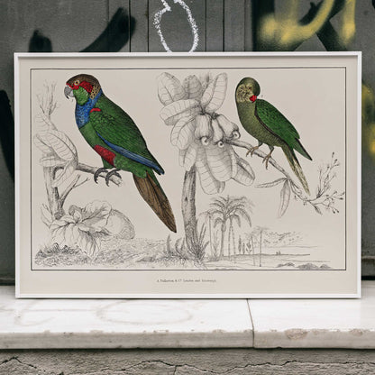 Colorful parakeets perched on branches illustrated by Oliver Goldsmith from The History of the Earth and Animated Nature poster, framed and displayed in home decor