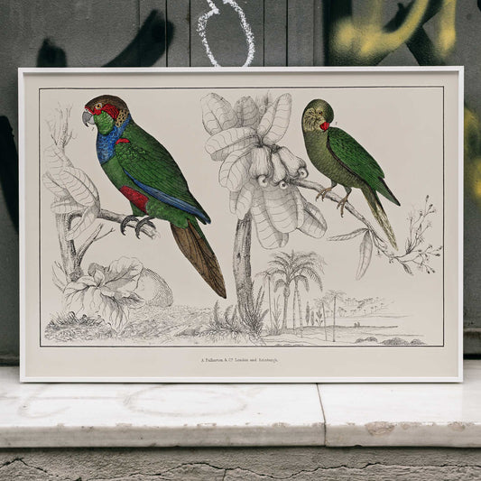 Colorful parakeets perched on branches illustrated by Oliver Goldsmith from The History of the Earth and Animated Nature poster, framed and displayed in home decor