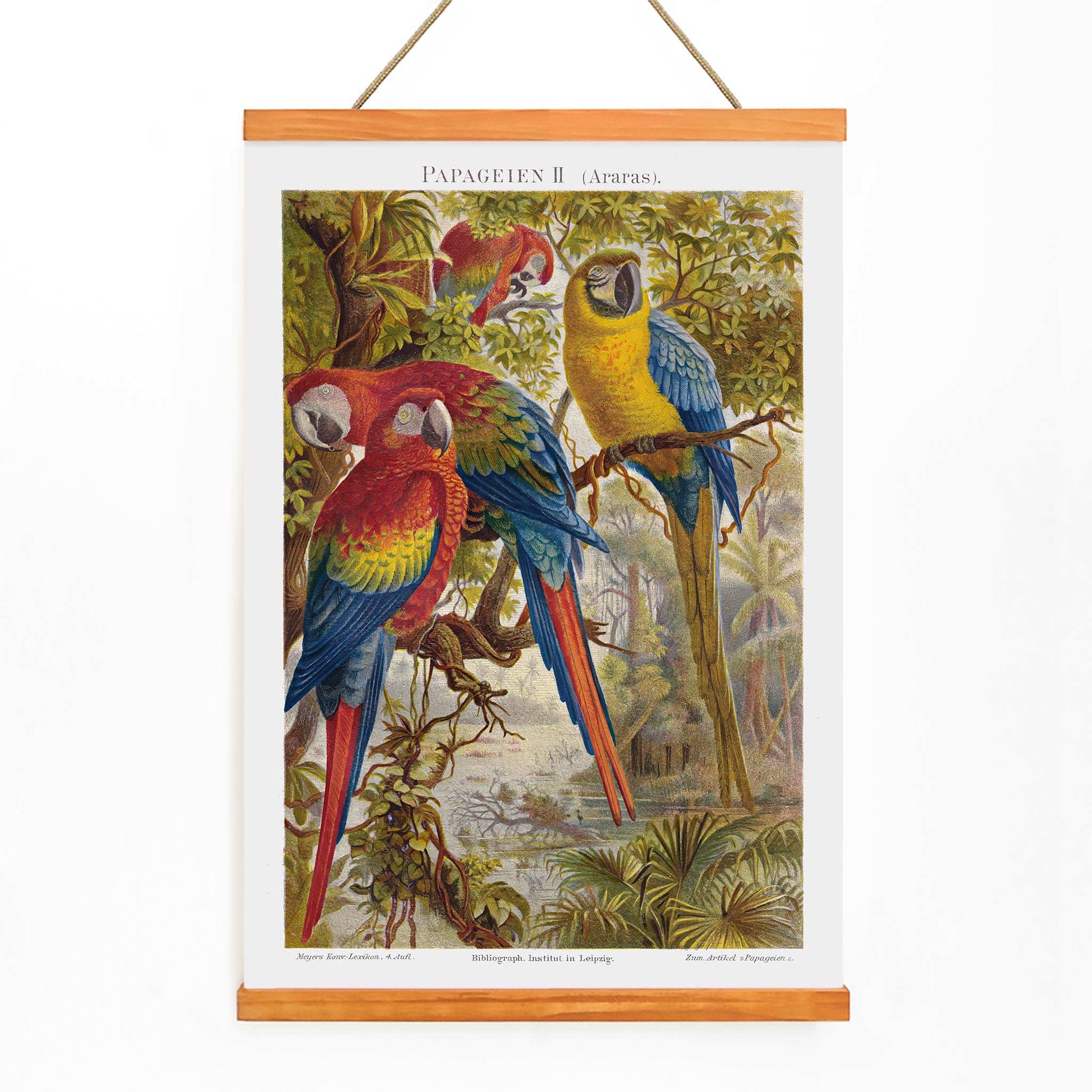 Colorful parrots in a lush jungle artwork Papageien II by Institut of Leipzig poster for wall decor, with wooden magnetic frame on white background