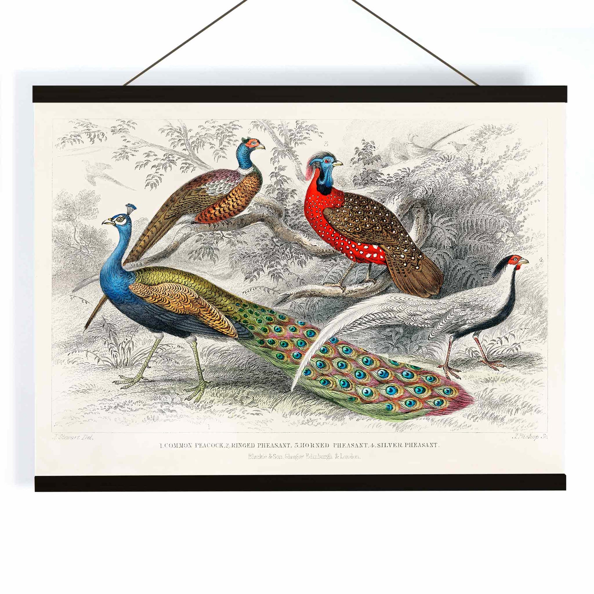 Vibrant illustration and poster of peacock and pheasants including Common Peacock Ringed Pheasant Horned Pheasant and Silver Pheasant by Oliver Goldsmith from A History of the Earth and Animated Nature, with wooden magnetic frame on white background