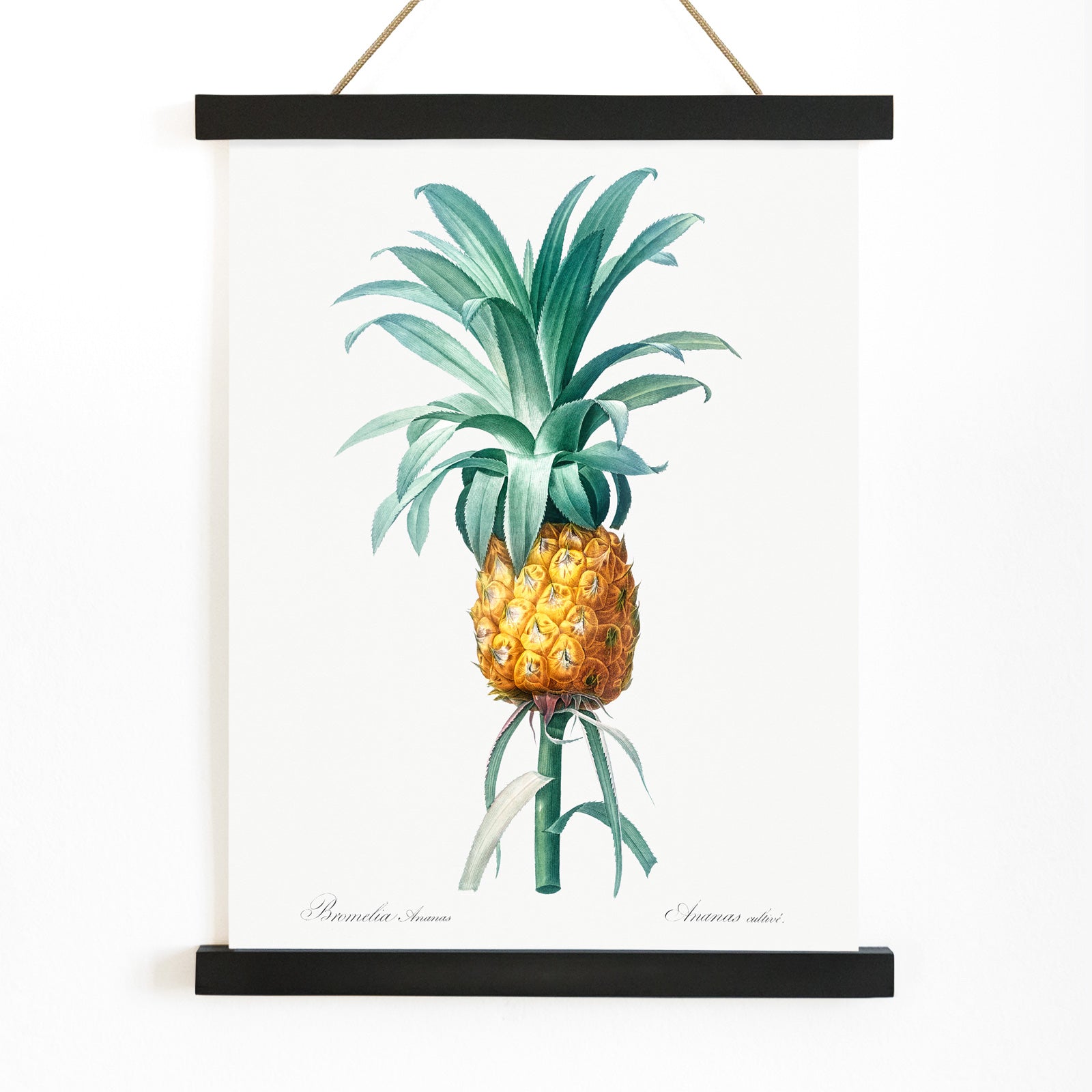 Vintage pineapple botanical artwork and poster featuring a botanical pineapple illustration by Pierre-Joseph Redoute from Les liliacees ideal for wall art decor, with wooden magnetic frame on white background