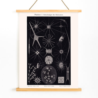 Detailed black and white illustration of freshwater plankton organisms scientific artwork Plankton II by The Institute of Liepzig poster, with wooden magnetic frame on white background