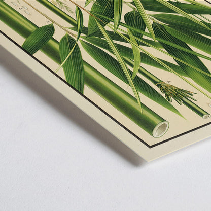 Closeup detail of Botanical illustration and labeled poster of bamboo species by Yasuyoshi Shirasawa from Icones of the bamboos of Japan Nihon chikurui zufu Pl 08