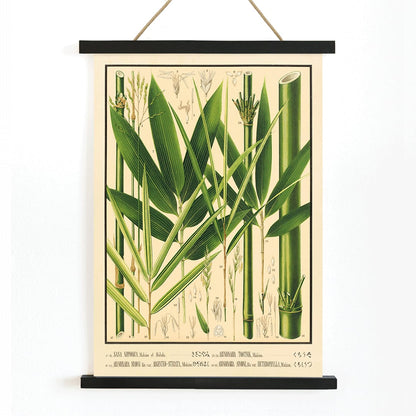 Botanical illustration and labeled poster of bamboo species by Yasuyoshi Shirasawa from Icones of the bamboos of Japan Nihon chikurui zufu Pl 08, with wooden magnetic frame on white background