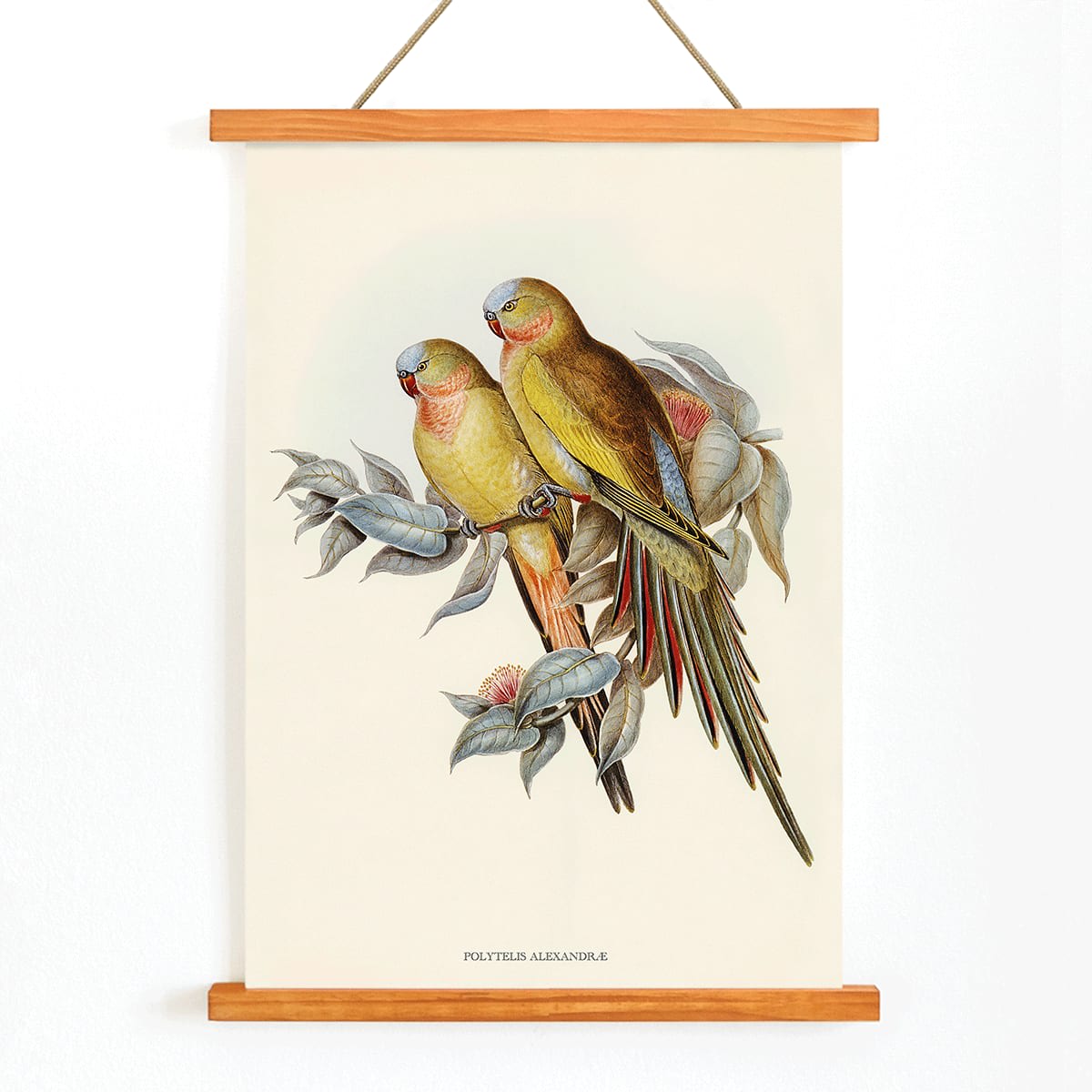 The Princess of Wales Parakeet Polytelis Alexandrae colorful birds on branches and leaves poster artwork, with wooden magnetic frame on white background