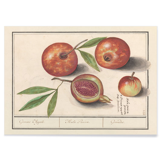 Botanical illustration and poster of pomegranates with leaves titled Pomegranate by Anselmus Boëtius de Boodt, with black aluminium frame on white background