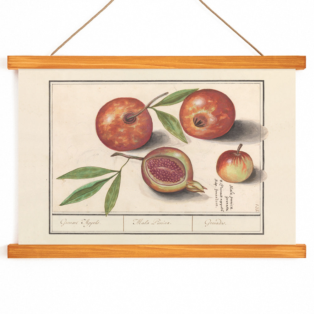 Botanical illustration and poster of pomegranates with leaves titled Pomegranate by Anselmus Boëtius de Boodt, with wooden magnetic frame on white background