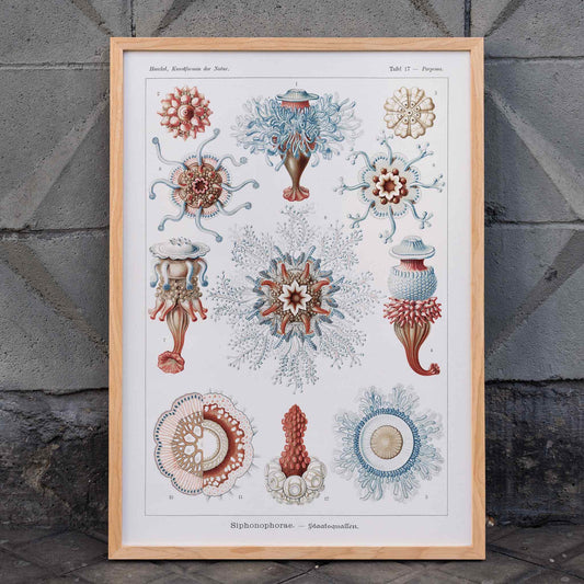 Colorful Siphonophorae jellyfish illustration by Ernst Haeckel scientific poster artwork, framed and displayed in home decor