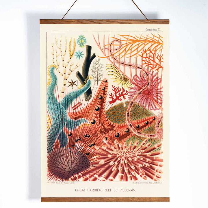 Colorful poster of Great Barrier Reef echinoderms by William Saville-Kent from The Great Barrier Reef of Australia, with wooden magnetic frame on white background