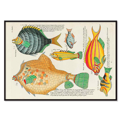 Colourful surreal fish illustrations by Louis Renard from Histoire naturelle des plus rares curiositez de la mer poster, with black aluminium frame on white background