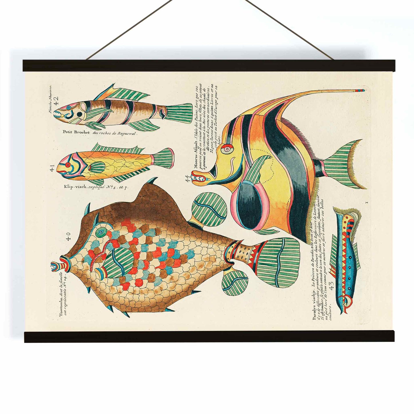 Colourful surreal fish illustrations by Louis Renard from Histoire naturelle des plus rares curiositez de la mer des Indes poster, with wooden magnetic frame on white background