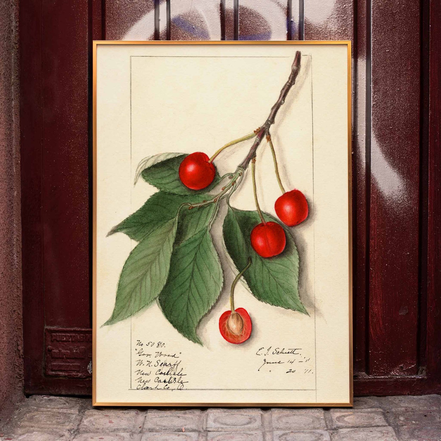 Botanical illustration poster of Prunus avium Govenor Wood by Ellen Isham Schutt featuring cherries and leaves on a branch, framed and displayed in home decor