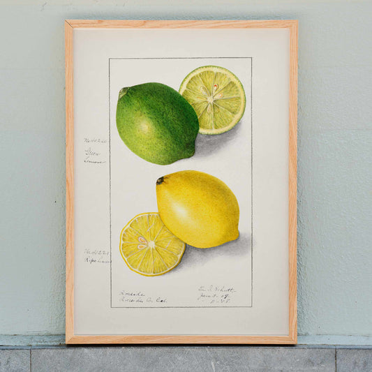 Botanical illustration and poster of green and yellow lemons with slices by Ellen Isham Schutt titled Lemons Citrus Limon, framed and displayed in home decor