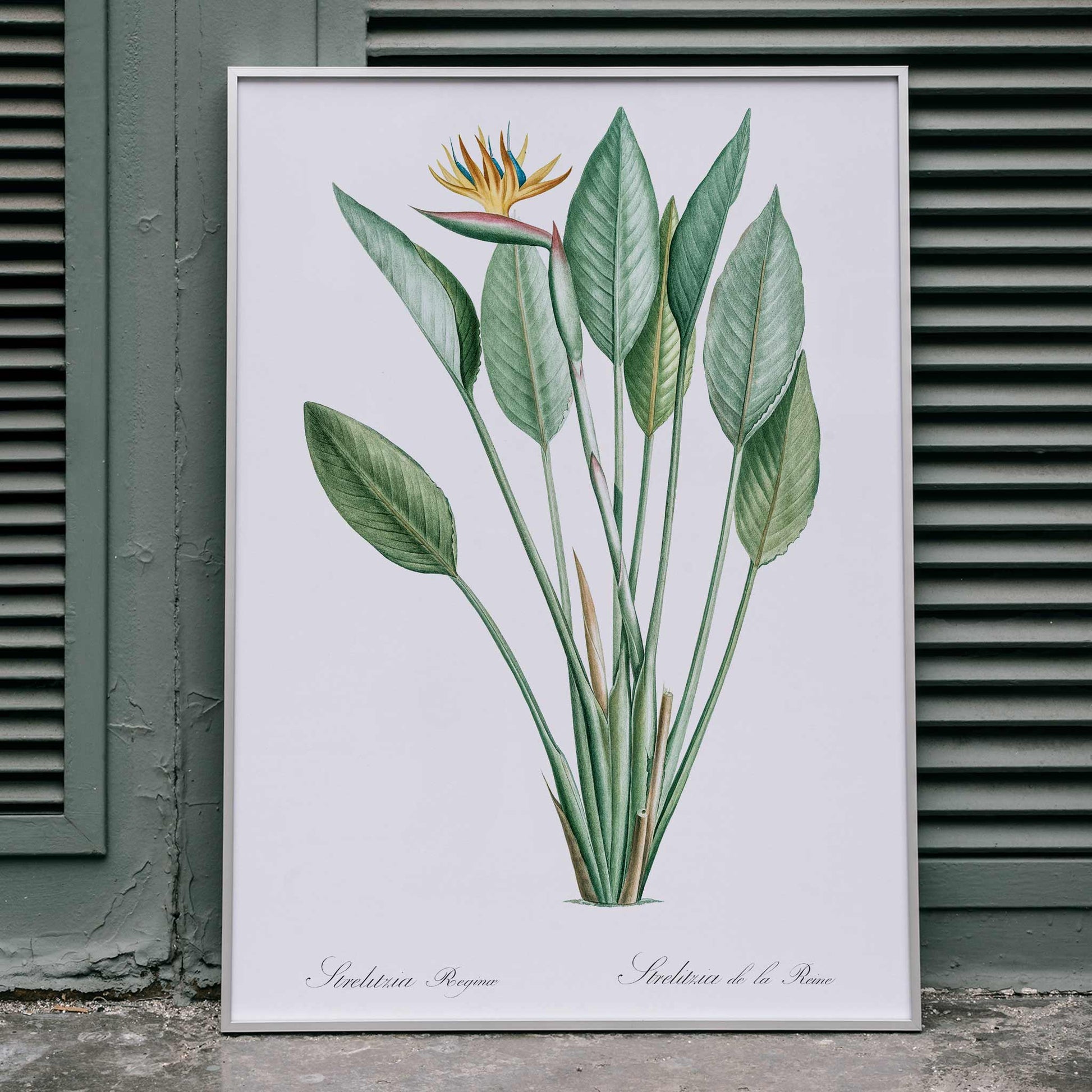 Botanical bird of paradise illustration by Pierre-Joseph Redoute from Les liliacees with green leaves poster, framed and displayed in home decor