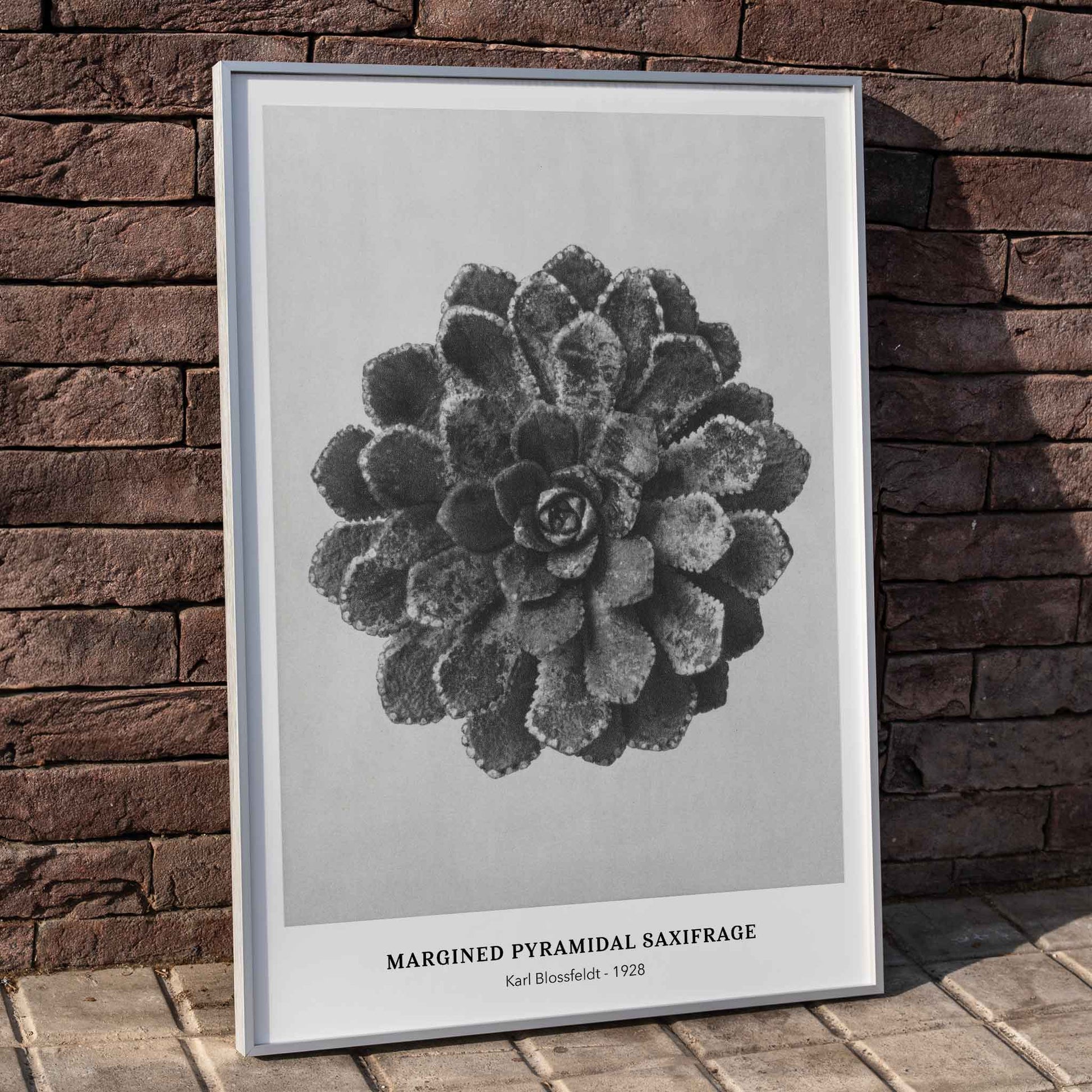 Margined Pyramidal Saxifrage leaf botanical photograph by Karl Blossfeldt from Urformen der Kunst detailed close up poster, framed and displayed in home decor