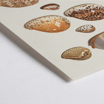Closeup detail of Illustration and poster of eleven detailed tropical shells artwork by Johann Gustav Hoch