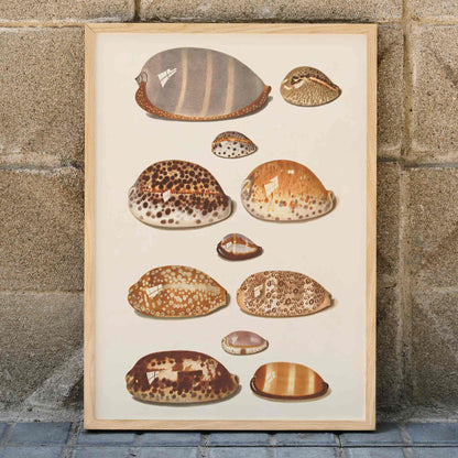 Illustration and poster of eleven detailed tropical shells artwork by Johann Gustav Hoch, framed and displayed in modern living room decor