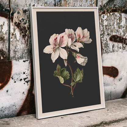 Botanical illustration of Pelargonium flower by M de Gijselaar with white petals and green leaves on dark background poster wall decor, framed and displayed in home decor