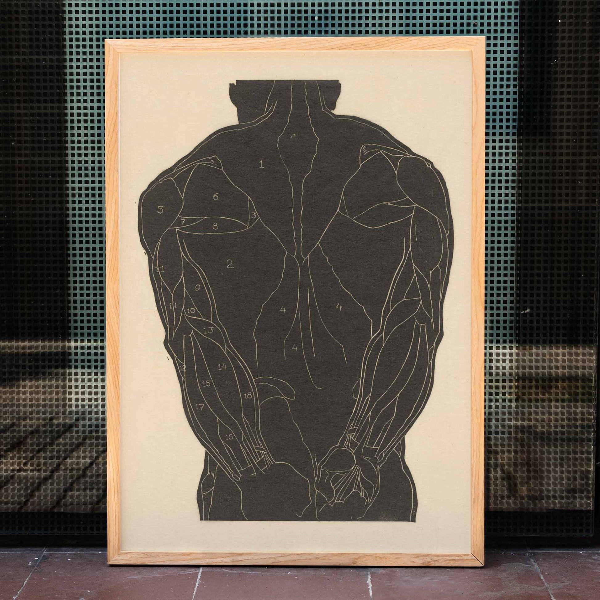Anatomical illustration and poster of human back muscles by Reijer Stolk labeled muscle groups artwork Back Muscles, framed and displayed in home decor