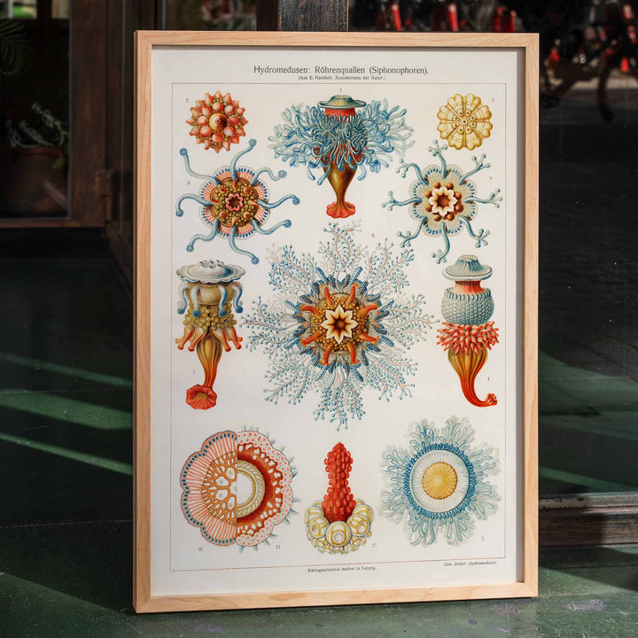 Colorful vintage jellyfish illustration by E Haeckels with intricate marine details scientific drawing and poster artwork, framed and displayed in home decor
