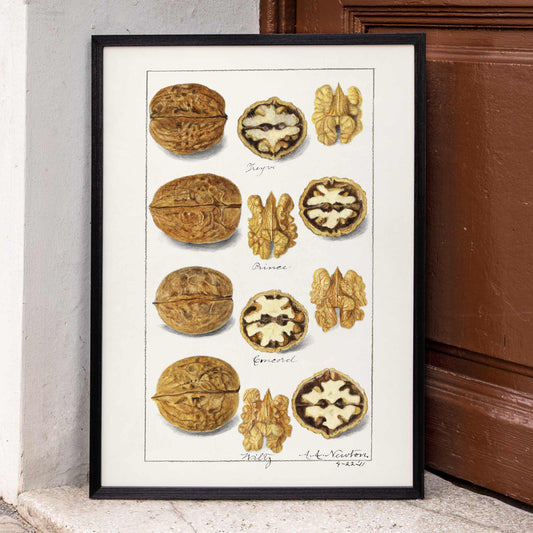 Detailed botanical illustration and poster of walnut varieties and kernels by Amanda Almira Newton titled Walnuts Juglans for kitchen decor, framed and displayed in home decor