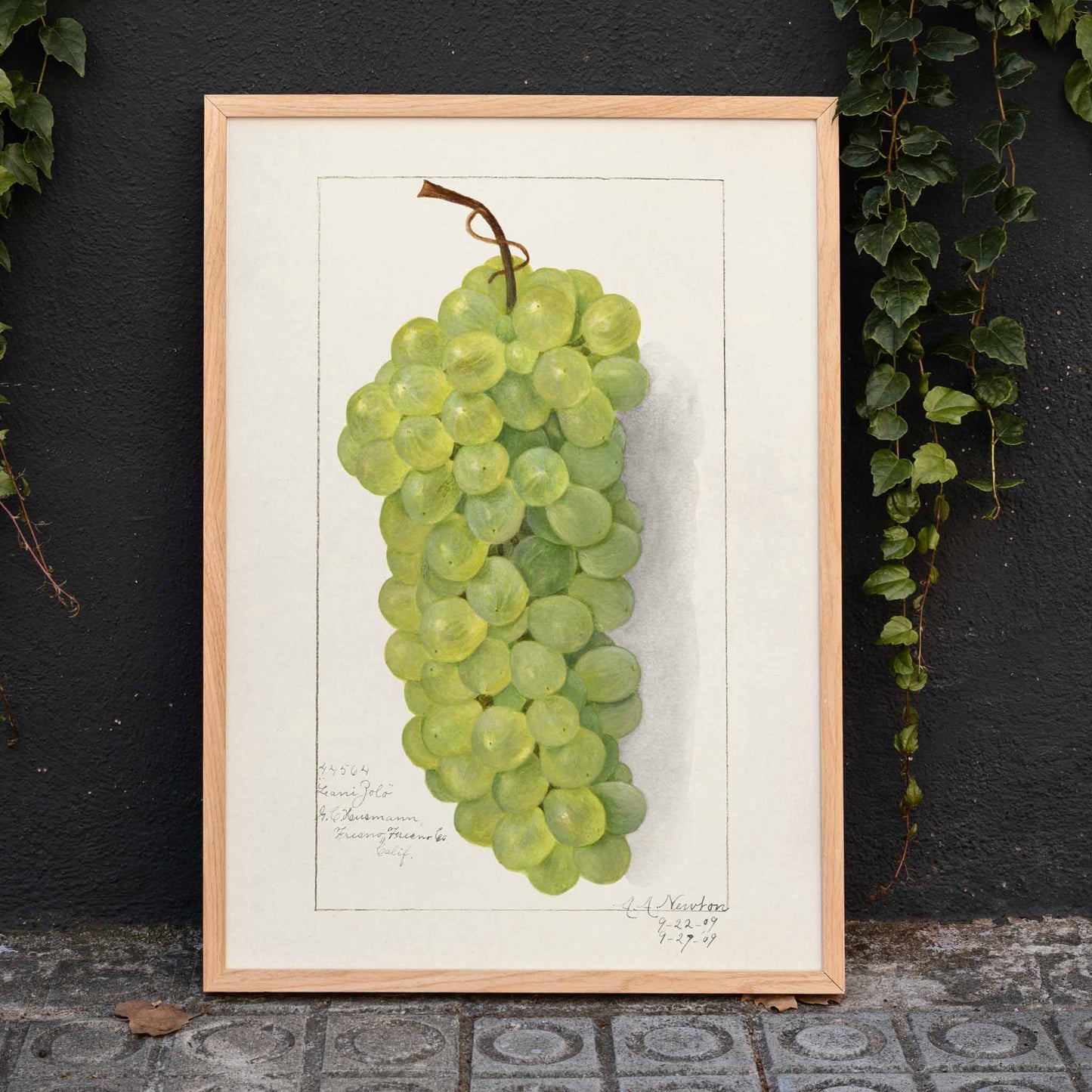 Vintage green grape cluster illustration by Amanda Almira Newton detailed botanical art poster on light background, framed and displayed in home decor