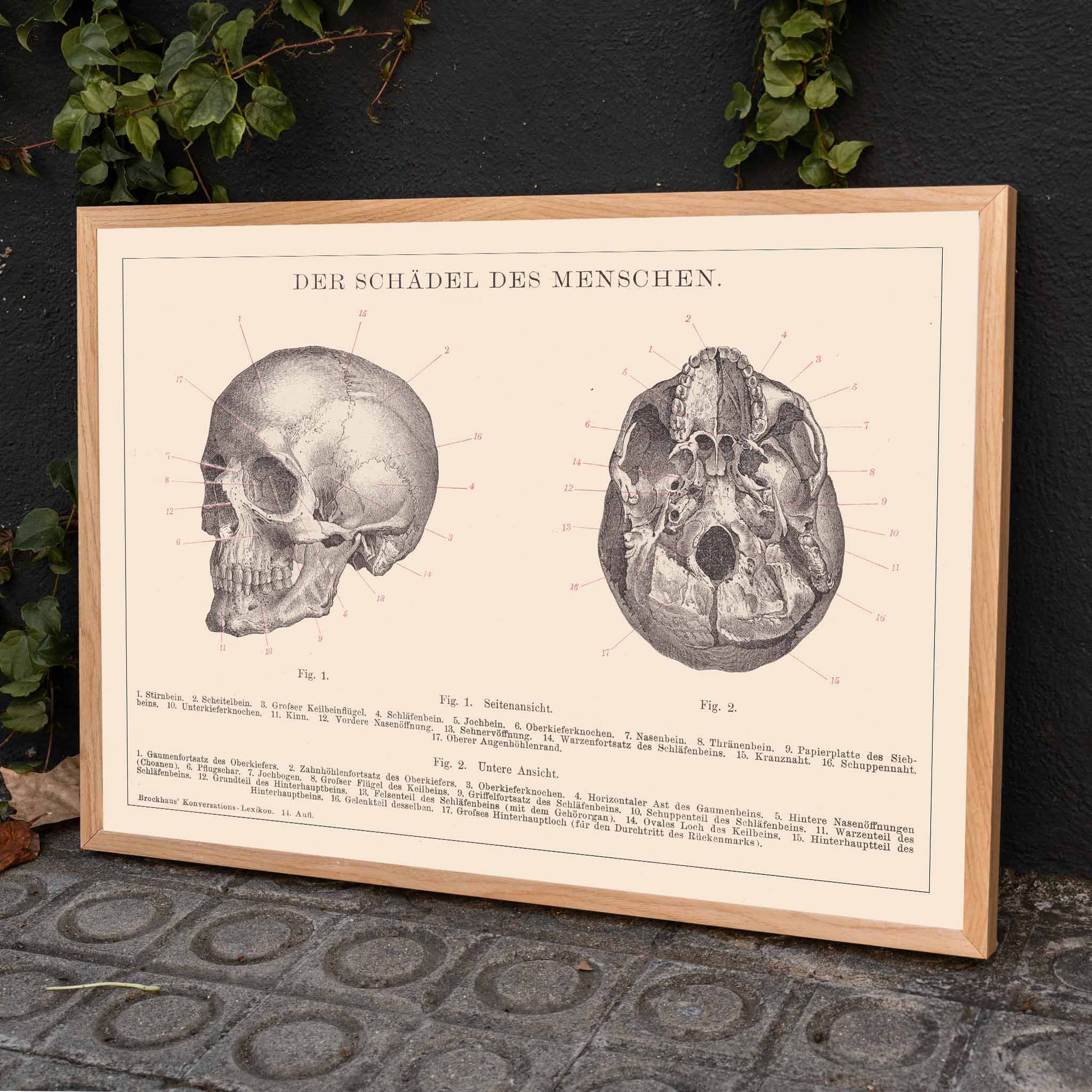Detailed anatomical illustration and educational poster of human skull side and bottom views by Institute of Liepzig, framed and displayed in home decor