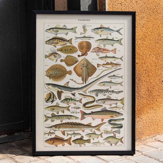 Detailed illustration and poster of diverse fish species Poissons from Le Larousse pour tous by Claude Auge, framed and displayed in home decor