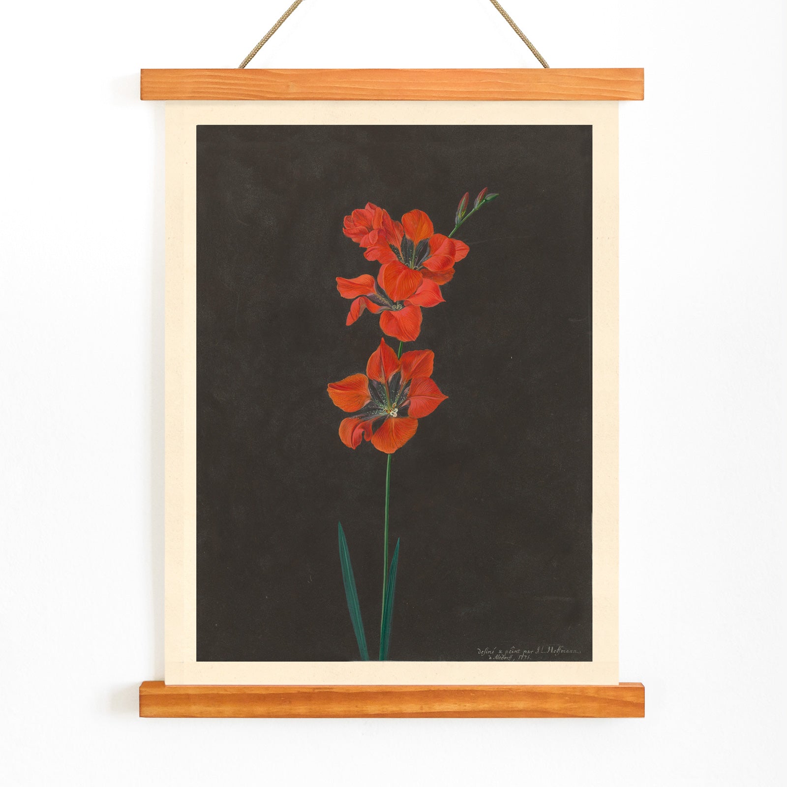 Vibrant red lily flower illustration by F L Hoffmann botanical artwork on dark background wall decor poster, with wooden magnetic frame on white background