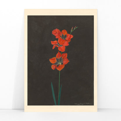Vibrant red lily flower illustration by F L Hoffmann botanical artwork on dark background wall decor poster, framed and displayed in modern living room decor