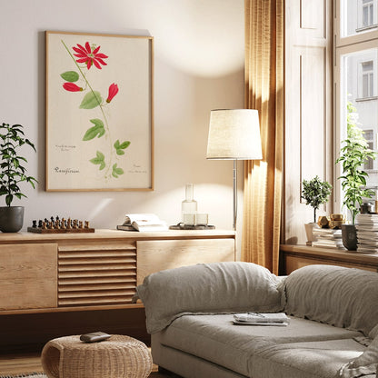 Botanical illustration of Passiflora coccinea red granadilla flower with green leaves and stems by Red Granadilla and Anonymous, framed and displayed in home decor