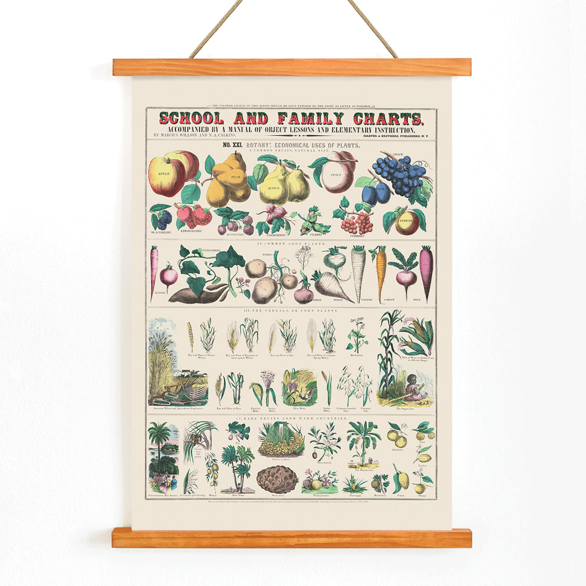 Botanical chart by Marcius Willson showing the economical use of plants with illustrations of fruits vegetables and plants poster, with wooden magnetic frame on white background