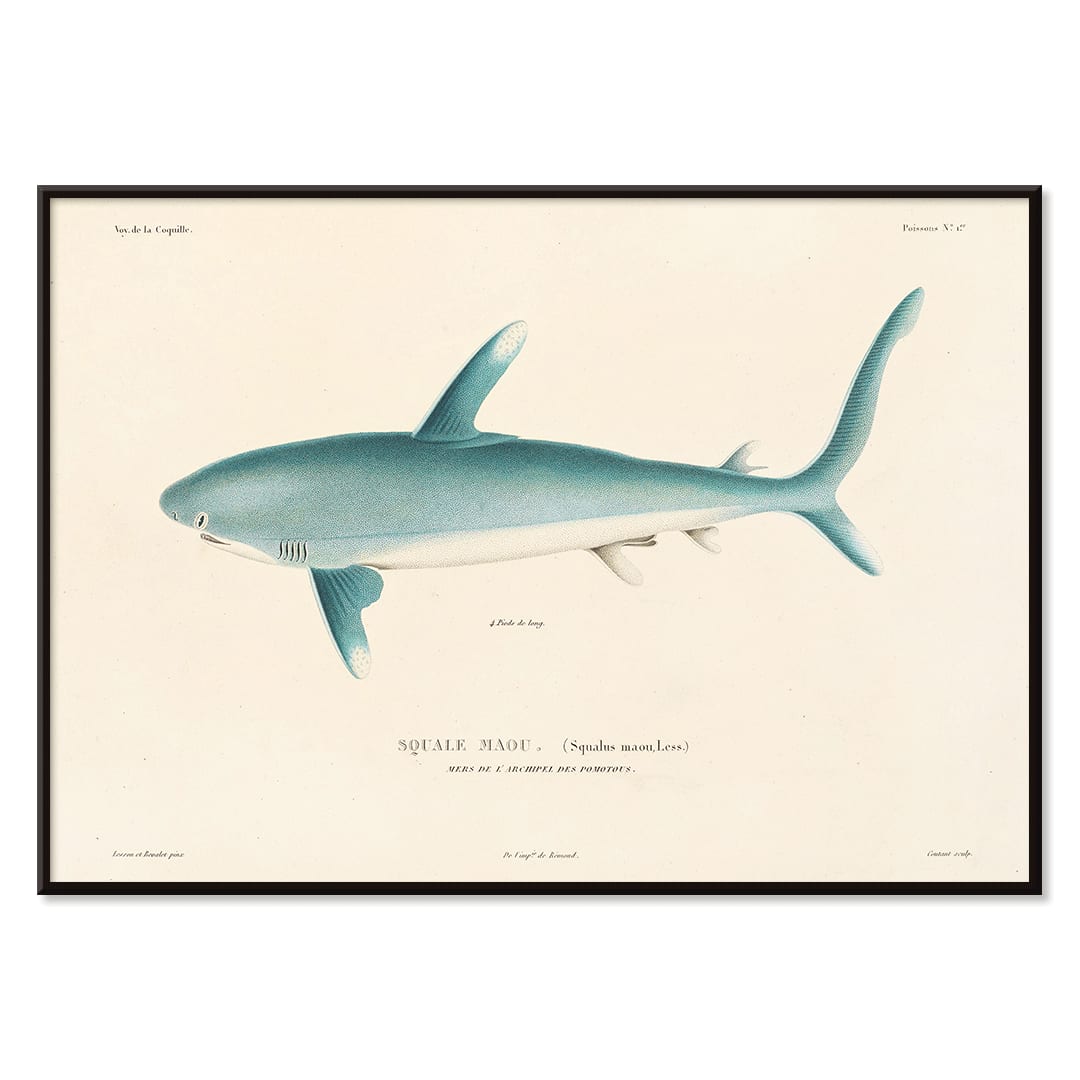 Shark illustration by Louis-Isidore Duperrey from Voyage autour du monde Pl 008 poster, with black aluminium frame on white background