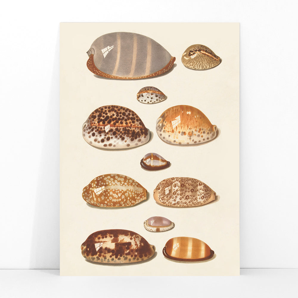 Illustration and poster of eleven detailed tropical shells artwork by Johann Gustav Hoch, framed and displayed in modern living room decor