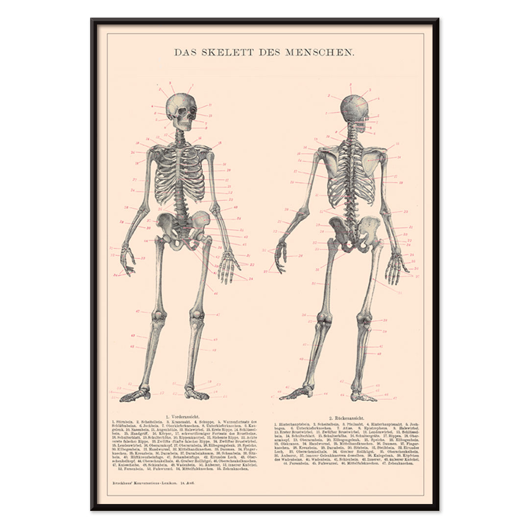 Detailed anatomical drawing and poster of human skeleton by Institute of Liepzig with labeled bones and scientific details, with black aluminium frame on white background
