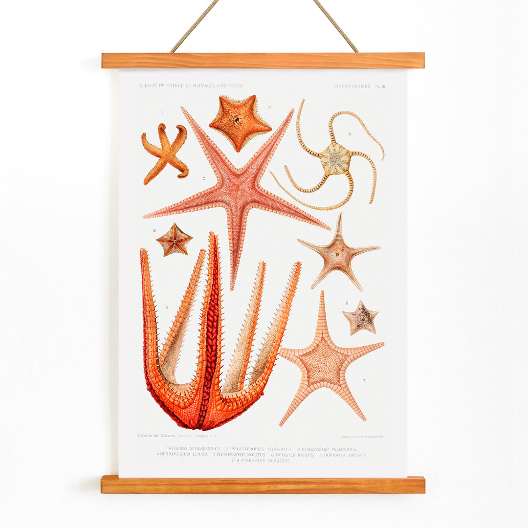 , with wooden magnetic frame on white background