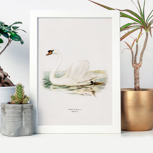 , framed and displayed in home decor