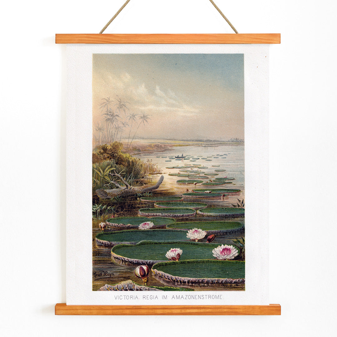 Large water lilies and lush greenery on a tranquil river in the Amazon Forest Nenufar by The institute of Liepzieg poster, with wooden magnetic frame on white background